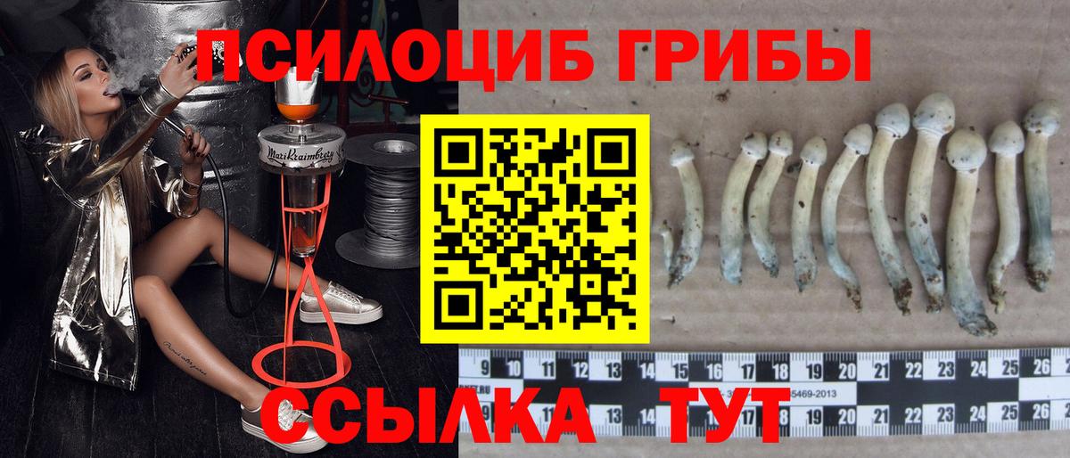 Псилоцибиновые грибы Psilocybe Новороссийск